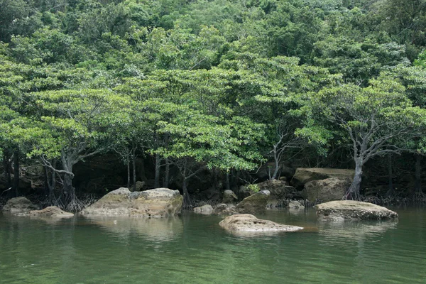 Rio Urauchi, Ilha Iriomote, Okinawa, Japão — Fotografia de Stock