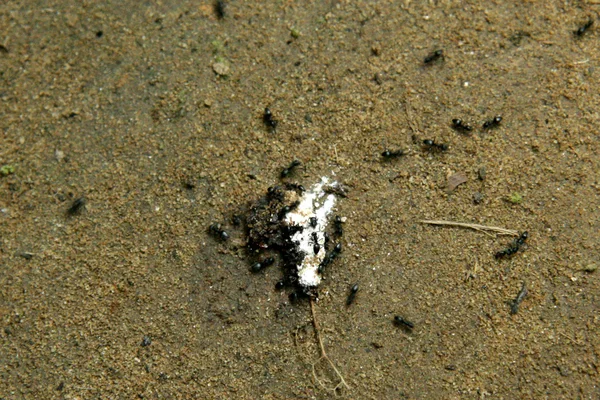 Ants - Mariyudo Waterfall Trek, Iriomote Island, Okinawa, Japan — Stock Photo, Image