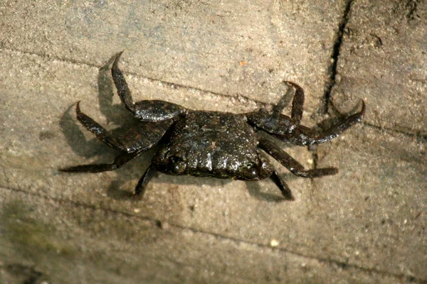 Mud Crab - Rio Urauchi, Ilha Iriomote, Okinawa, Japão — Fotografia de Stock