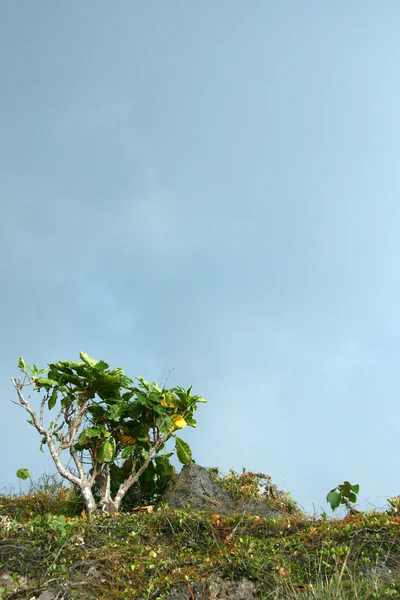 Isola di Iriomote Jima, Okinawa, Giappone — Foto Stock