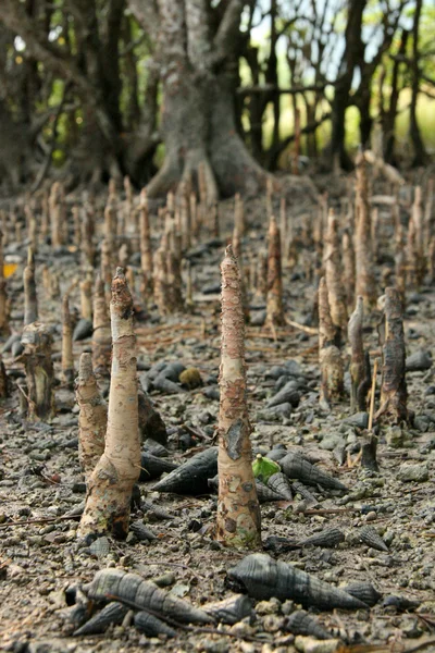 Mangrove - Iriomote Jima Island, Okinawa, Japan — Stock Photo, Image