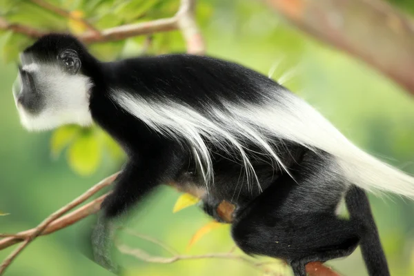 Colobus in bianco e nero - Uganda, Africa — Foto Stock