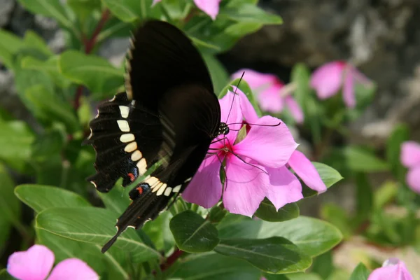 Schwarzer Schmetterling - taketomi island, okinawa, japan — Stockfoto