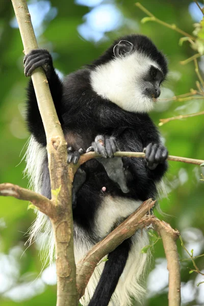 Černé a bílé colobus - uganda, Afrika — Stock fotografie