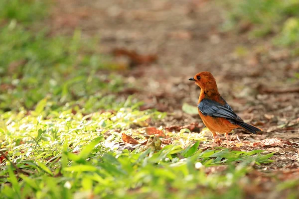 Bird - Uganda, África — Fotografia de Stock