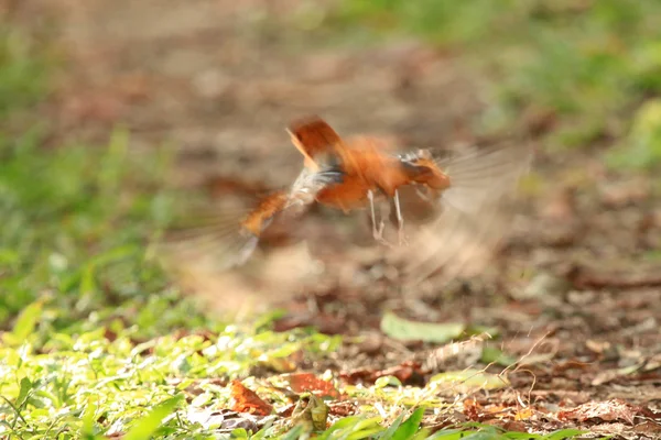 鳥 - ウガンダ、アフリカ — ストック写真