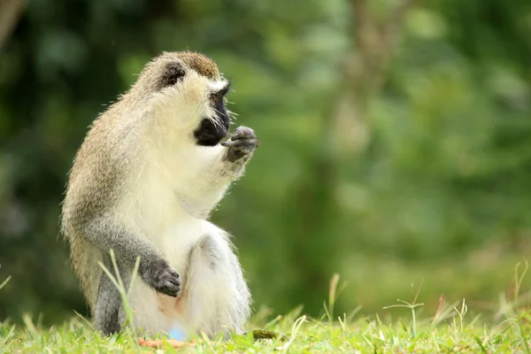Scimmia Vervet - Uganda, Africa — Foto Stock