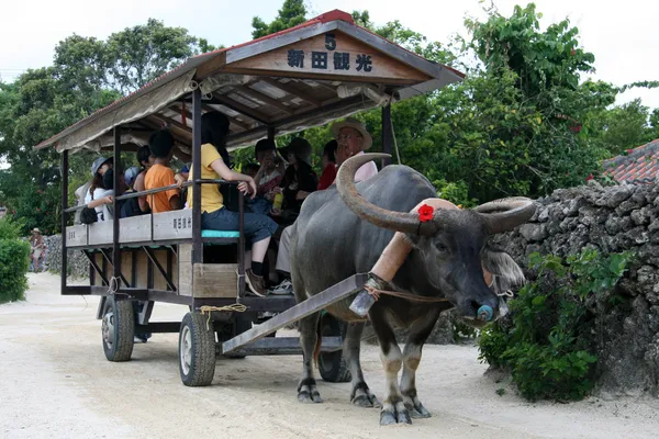 Paseo en búfalo acuático - Isla Taketomi, Okinawa, Japón —  Fotos de Stock