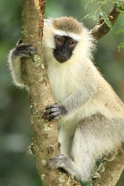 Um pequeno macaco branco sentado em uma superfície branca