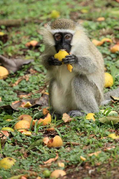 Vervet aap - Oeganda, Afrika — Stockfoto