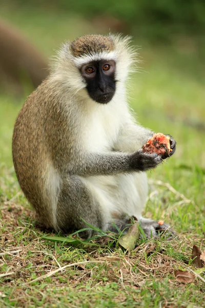 Vervet aap - Oeganda, Afrika — Stockfoto