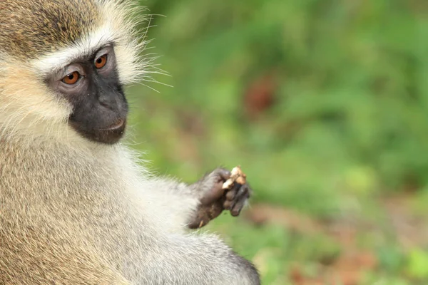Scimmia Vervet - Uganda, Africa — Foto Stock