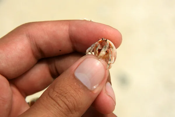 Hermit Crab - Taketomi Island , Okinawa, Japan — Stock Photo, Image