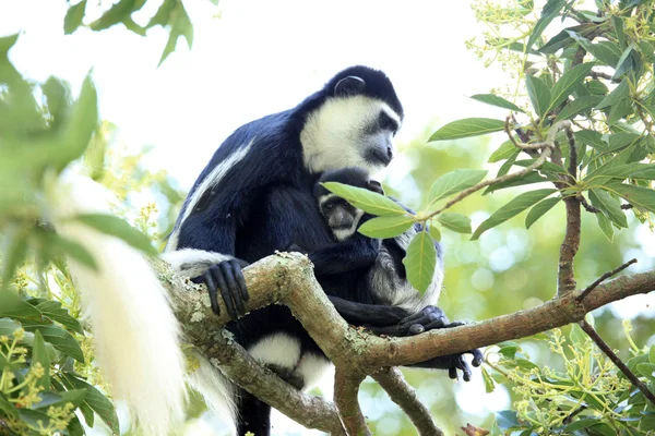 黑白疣猴-乌干达、 非洲 — 图库照片