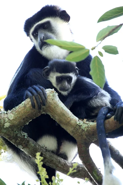 Siyah ve beyaz colobus - uganda, Afrika — Stok fotoğraf