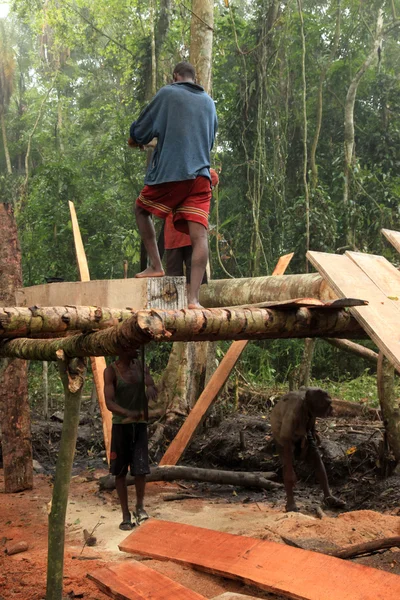 Logging - vzdálené západní Ugandě — Stock fotografie