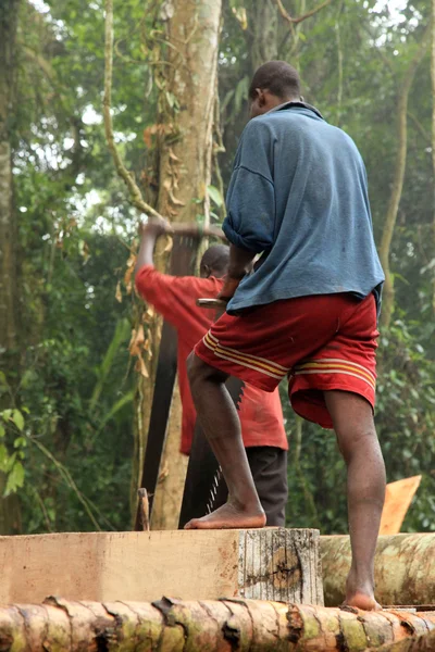 Logging - Remote Western Uganda — Stock Photo, Image