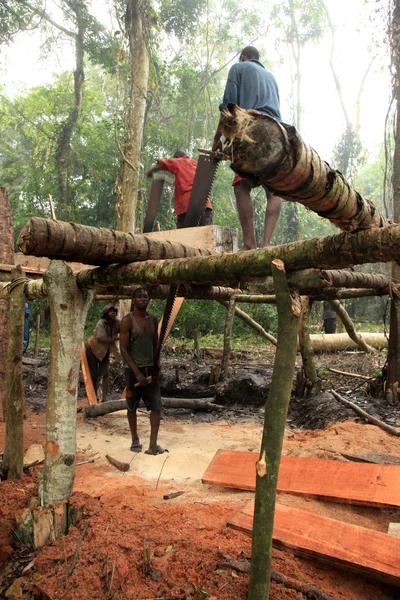 Logging - vzdálené západní Ugandě — Stock fotografie