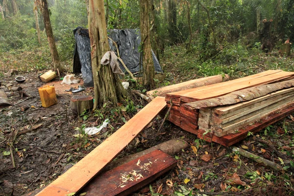 Logging - vzdálené západní Ugandě — Stock fotografie