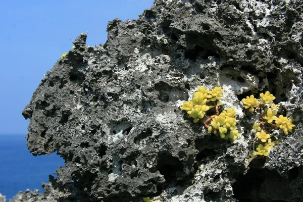 Rock och blommor - yonaguni ö, okinawa, japan — Stockfoto