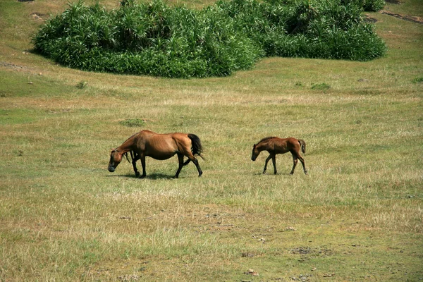 Paard - yonaguni eiland, okinawa, japan — Stockfoto