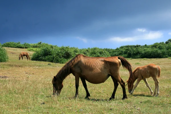 Caballo - Isla Yonaguni, Okinawa, Japón —  Fotos de Stock