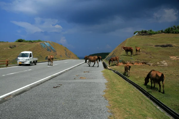 Paarden op weg - yonaguni eiland — Stockfoto