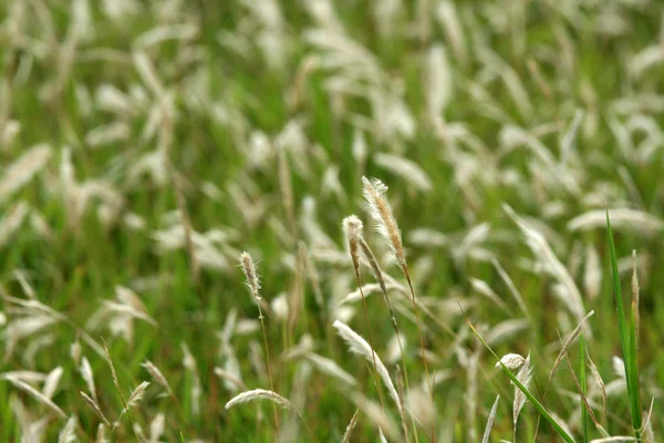 Plant - yonaguni eiland, okinawa, japan — Stockfoto