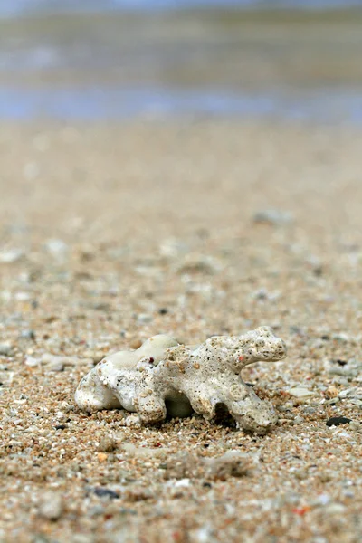 Korall mosás fel a strandon — Stock Fotó