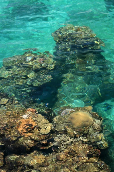 Recife de Coral - Ilha Yonaguni, Okinawa, Japão — Fotografia de Stock