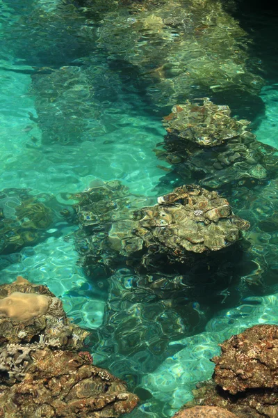 サンゴ礁 - 与那国島、沖縄、日本 — ストック写真