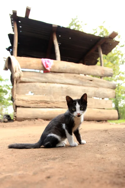 Gatinho - Uganda Ocidental remoto — Fotografia de Stock