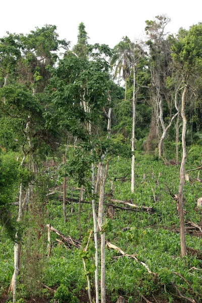 Avlägsna västra uganda — Stockfoto