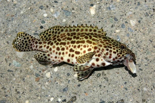 Pesce maculato catturato — Foto Stock