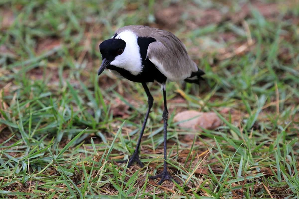 Bird - Wildlife Sanctuary - Uganda — Stock Photo, Image