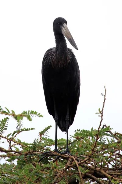 Ibis bird - naturschutzgebiet - uganda — Stockfoto