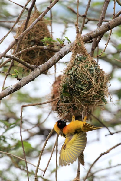 黄色の織工の鳥 - 野生生物保護区 - ウガンダ — ストック写真