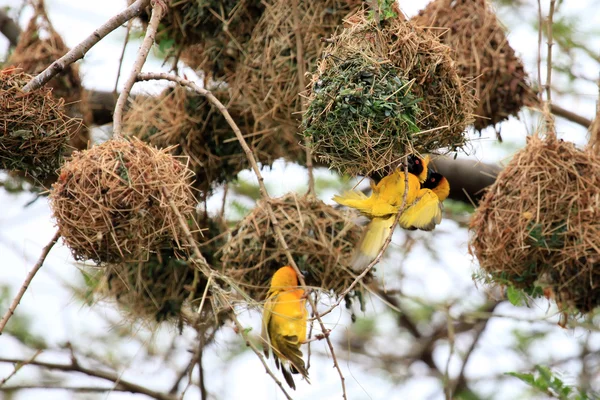 黄色の織工の鳥 - 野生生物保護区 - ウガンダ — ストック写真