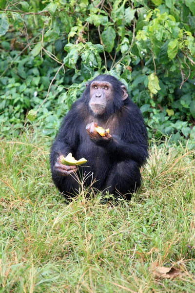 Chimpanzé - Ouganda — Photo