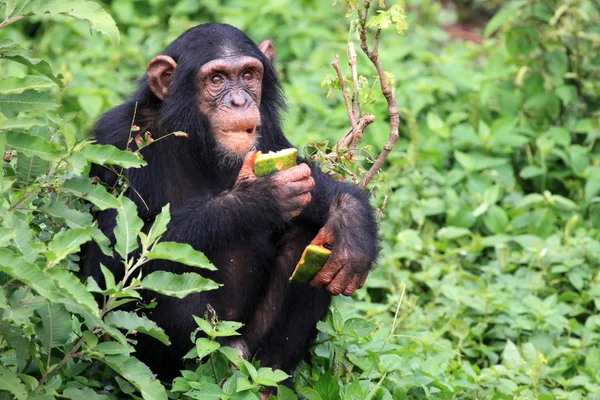 Szympans - uganda — Zdjęcie stockowe