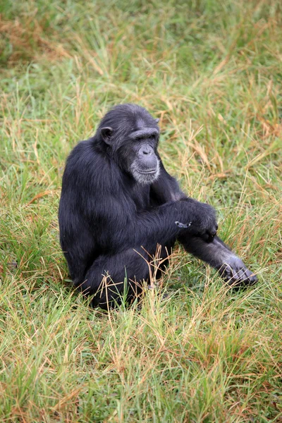 Chimpanzé - Uganda — Fotografia de Stock