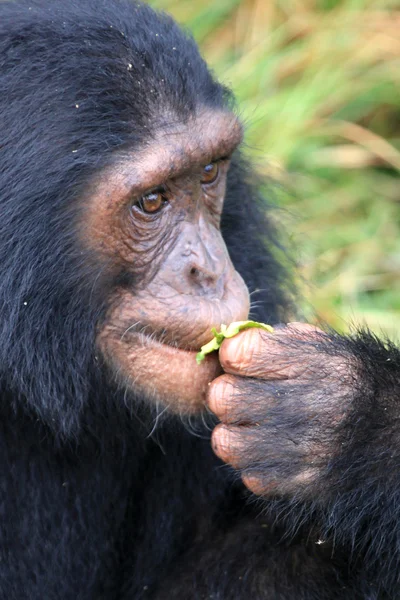 Chimpanzé - Ouganda — Photo