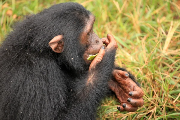 Chimpanzé - Uganda — Fotografia de Stock