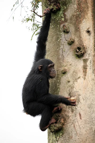 Schimpanse - Ugandas — Stockfoto