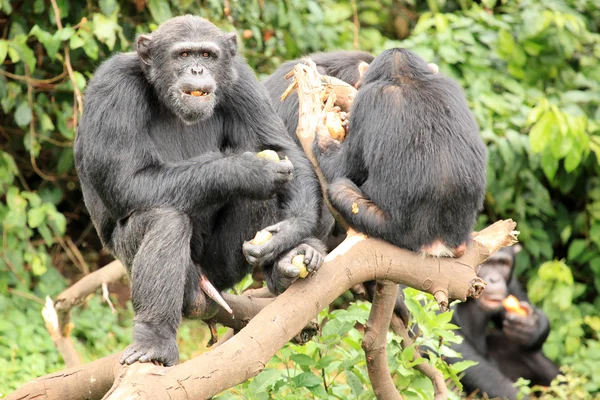 Chimpansee - Oeganda — Stockfoto