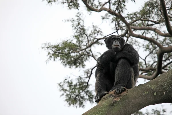 Chimpanzee - Uganda — Stock Photo, Image