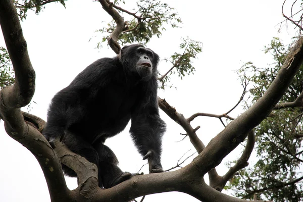 Schimpanse - Ugandas — Stockfoto