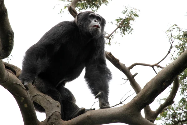 Schimpans - uganda — Stockfoto