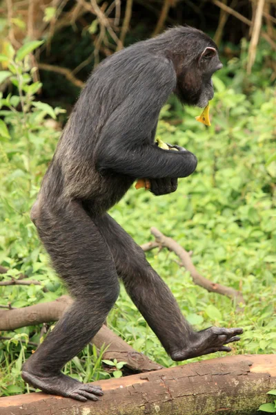 Szympans - uganda — Zdjęcie stockowe