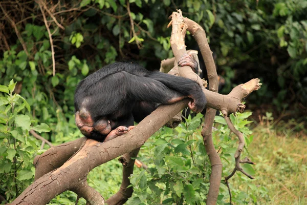 Chimpanzé - Uganda — Fotografia de Stock